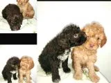 Poodletoy