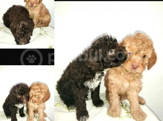 Poodletoy