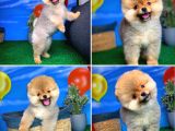 Oyuncu Pomerani̇an Boo Yavru Oğlumuz Maxi̇po / Yavrupati̇ler Den