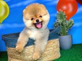 Oyuncu Pomerani̇an Boo Yavru Oğlumuz Maxi̇po / Yavrupati̇ler Den