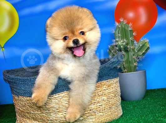 Oyuncu Pomerani̇an Boo Yavru Oğlumuz Maxi̇po / Yavrupati̇ler Den görsel