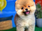 Oyuncu Pomerani̇an Boo Yavru Oğlumuz Maxi̇po / Yavrupati̇ler Den