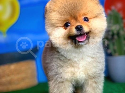 Oyuncu Pomerani̇an Boo Yavru Oğlumuz Maxi̇po / Yavrupati̇ler Den görsel