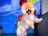 Oyuncu Pomerani̇an Boo Yavru Oğlumuz Maxi̇po / Yavrupati̇ler Den