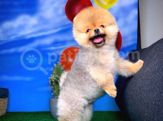 Oyuncu Pomerani̇an Boo Yavru Oğlumuz Maxi̇po / Yavrupati̇ler Den görsel