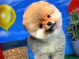 Oyuncu Pomerani̇an Boo Yavru Oğlumuz Maxi̇po / Yavrupati̇ler Den