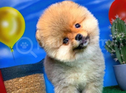 Oyuncu Pomerani̇an Boo Yavru Oğlumuz Maxi̇po / Yavrupati̇ler Den görsel
