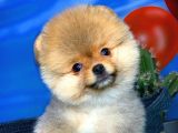 Oyuncu Pomerani̇an Boo Yavru Oğlumuz Maxi̇po / Yavrupati̇ler Den