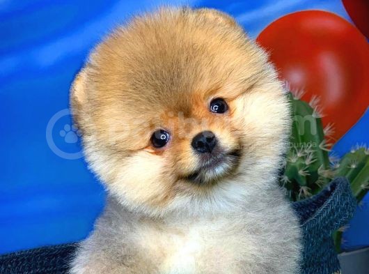 Oyuncu Pomerani̇an Boo Yavru Oğlumuz Maxi̇po / Yavrupati̇ler Den görsel