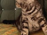 7 Aylık Sosyal Ve Oyuncu Tiger Tabby British Shorthair