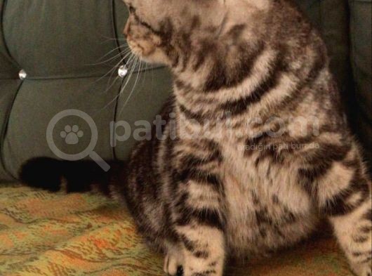 7 Aylık Sosyal Ve Oyuncu Tiger Tabby British Shorthair görsel