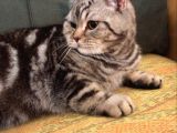 7 Aylık Sosyal Ve Oyuncu Tiger Tabby British Shorthair