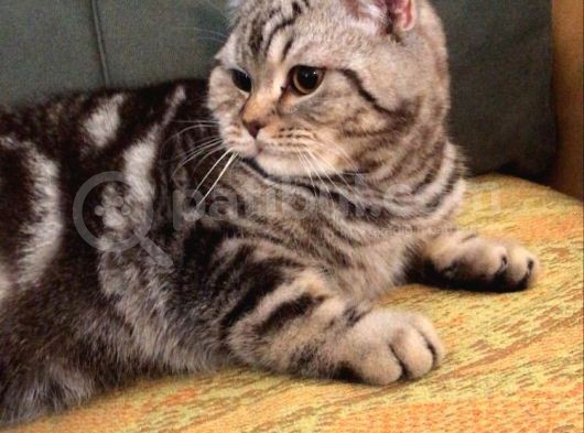 7 Aylık Sosyal Ve Oyuncu Tiger Tabby British Shorthair görsel