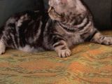 7 Aylık Sosyal Ve Oyuncu Tiger Tabby British Shorthair