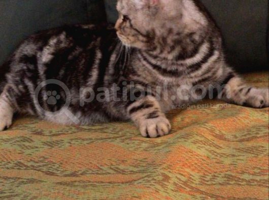 7 Aylık Sosyal Ve Oyuncu Tiger Tabby British Shorthair görsel