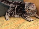 7 Aylık Sosyal Ve Oyuncu Tiger Tabby British Shorthair