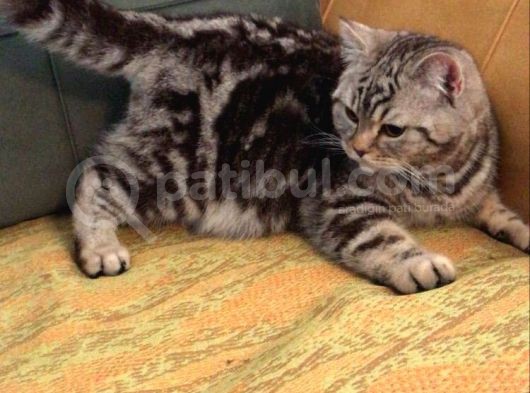 7 Aylık Sosyal Ve Oyuncu Tiger Tabby British Shorthair görsel