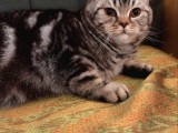 7 Aylık Sosyal Ve Oyuncu Tiger Tabby British Shorthair