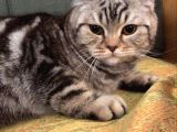 7 Aylık Sosyal Ve Oyuncu Tiger Tabby British Shorthair
