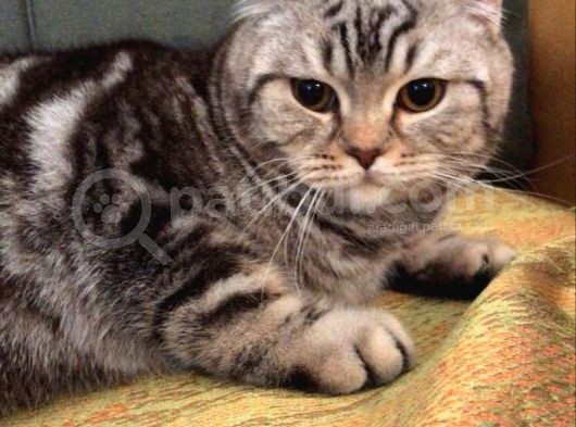 7 Aylık Sosyal Ve Oyuncu Tiger Tabby British Shorthair görsel
