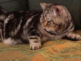 7 Aylık Sosyal Ve Oyuncu Tiger Tabby British Shorthair