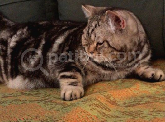 7 Aylık Sosyal Ve Oyuncu Tiger Tabby British Shorthair görsel
