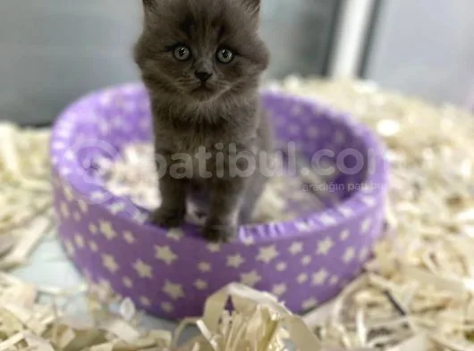 Orj. Babyface British Short Hair Bebeklerimiz -