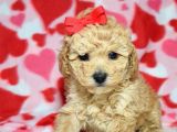 Safkan Maltipoo Yavrumuz F1 Irk Ve Sağlık Garantili