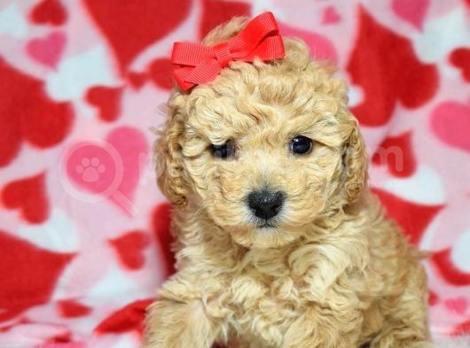 Safkan Maltipoo Yavrumuz F1 Irk Ve Sağlık Garantili görsel
