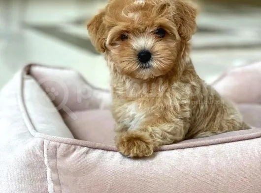 F1 Safkan Maltipoo Yavrumuz İrk Ve Saglik Garantili