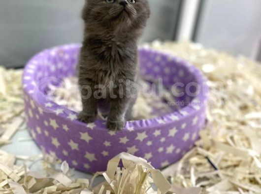 Orj. Babyface British Short Hair Bebeklerimiz - görsel