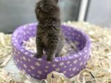 Orj. Babyface British Short Hair Bebeklerimiz -