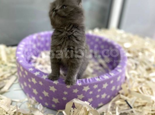 Orj. Babyface British Short Hair Bebeklerimiz - görsel
