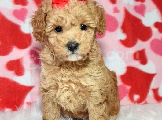 Safkan Maltipoo Yavrumuz F1 Irk Ve Sağlık Garantili