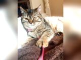 Scottsh Strahig Golden Tabby♡Baby Girl