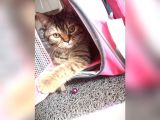 Scottsh Strahig Golden Tabby♡Baby Girl