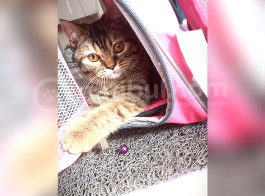 Scottsh Strahig Golden Tabby♡Baby Girl görsel