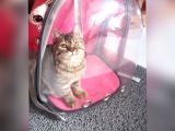 Scottsh Strahig Golden Tabby♡Baby Girl