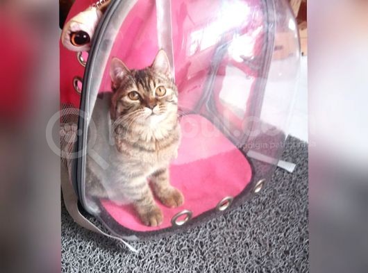 Scottsh Strahig Golden Tabby♡Baby Girl görsel