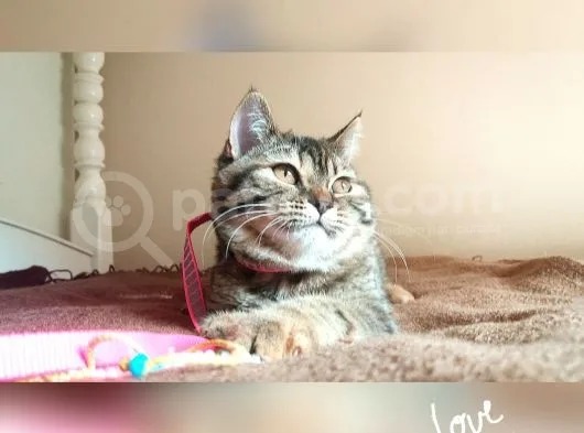 Scottsh Strahig Golden Tabby♡Baby Girl