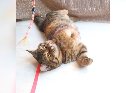 Scottsh Strahig Golden Tabby♡Baby Girl görsel