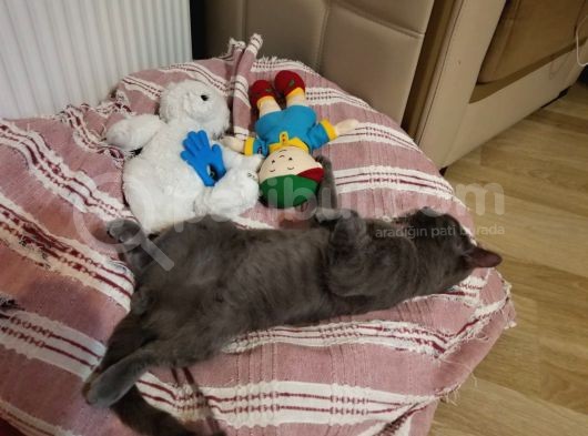 Oyuncu Oğluma Yuva Arıyoruz görsel