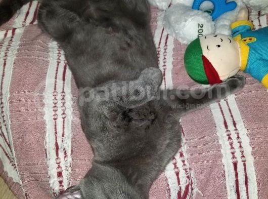 Oyuncu Oğluma Yuva Arıyoruz görsel