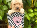 Apricot Toy Poodle Erkek Yavrumuz