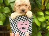 Apricot Toy Poodle Erkek Yavrumuz
