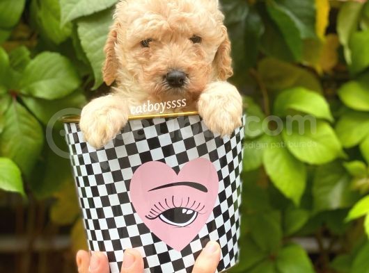 Apricot Toy Poodle Erkek Yavrumuz görsel