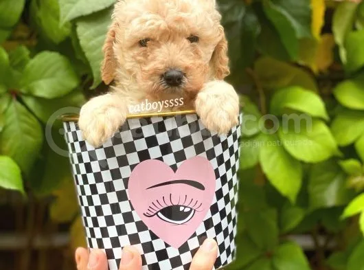 Apricot Toy Poodle Erkek Yavrumuz