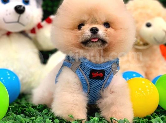 Pomeranian Boo Teacup 800Gr görsel