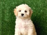 Safkan F1 Maltipoo Yavrularimiz