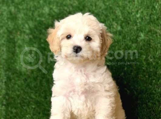Safkan F1 Maltipoo Yavrularimiz görsel